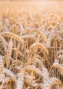 Read more about the article Why is Gluten Today Different than it was in Biblical Times