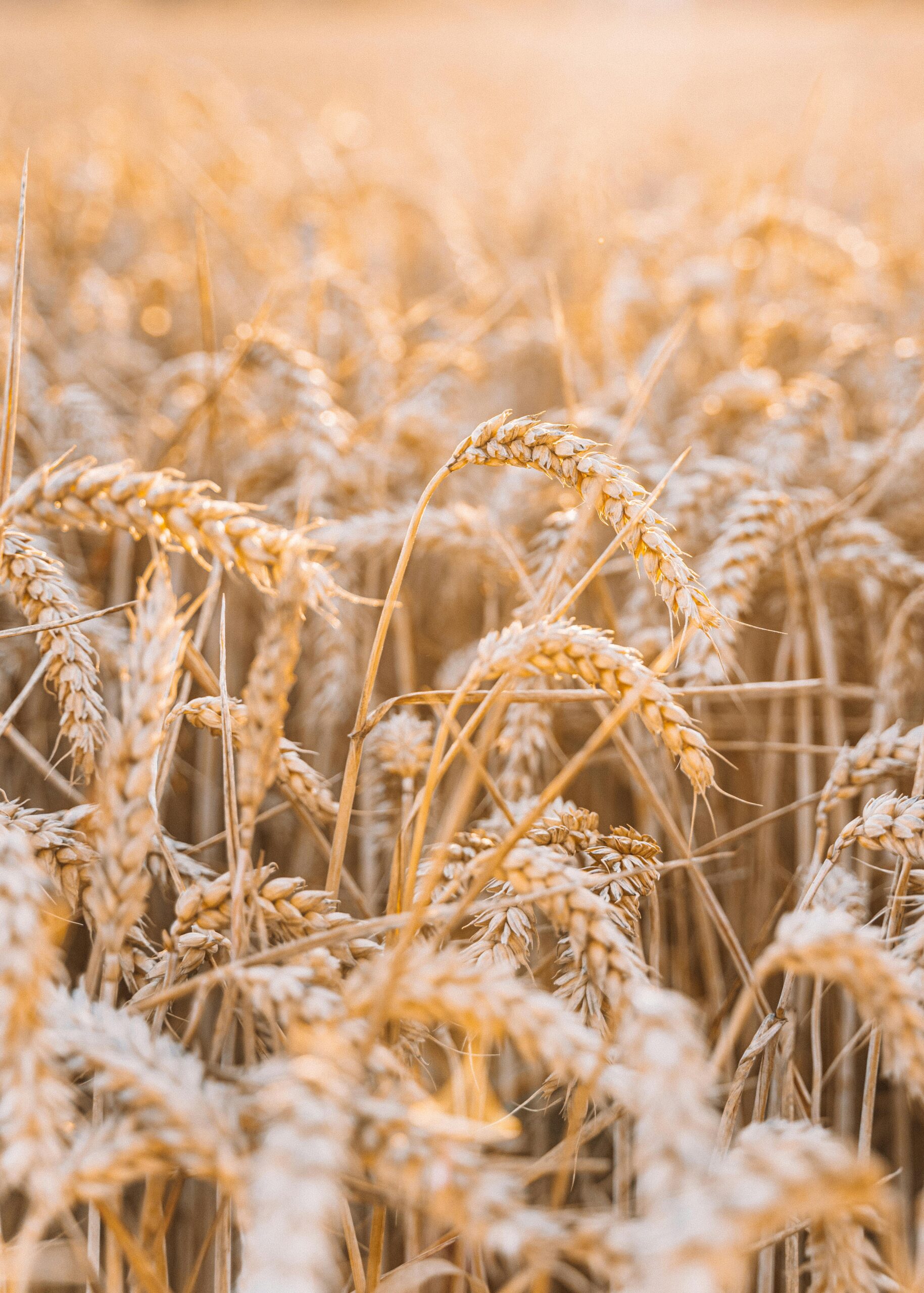 Read more about the article Why is Gluten Today Different than it was in Biblical Times