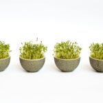 Health Benefits of Broccoli Sprouts