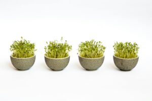 Read more about the article Health Benefits of Broccoli Sprouts